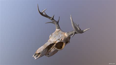 Deer Skull Gfxtra