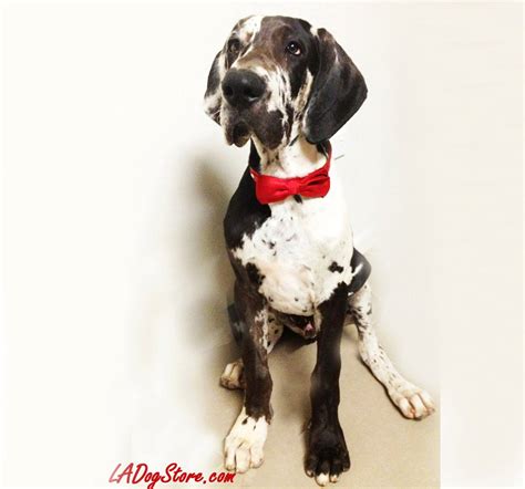 Red Dog Bow Tie Christmas T Unique T Idea Dog Lovers