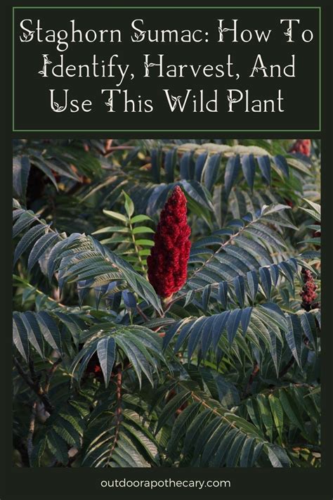 Staghorn Sumac How To Identify Harvest And Use This Wild Plant In