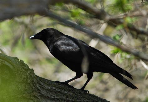 American Crow Corvus Brachyrhynchos Joshua Mayer Flickr
