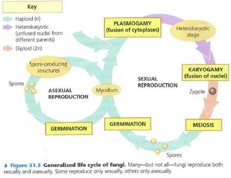 Generalized Life Cycle Of Fungi Life Cycles Kingdom Fungi Fungi