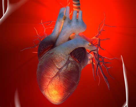 First Responder Cells After Heart Attack Prompt Inflammation Overdrive