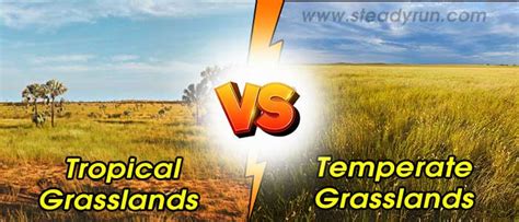 Tropical Grasslands And Temperate Grasslands Difference Between