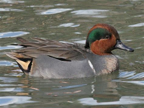 Maybe you would like to learn more about one of these? Green-winged Teal "Anas crecca" | Boreal Songbird Initiative