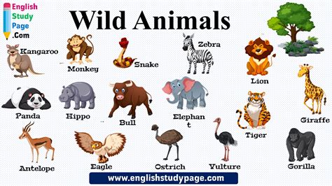 Wild Animal Pictures With Names