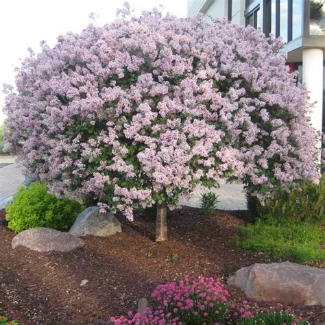 Flowering Dwarf Lilac Tree Beautiful Dwarf Lilac Trees For Your