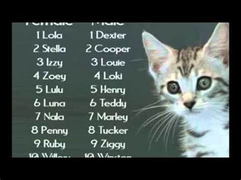 No punchline in the post title. Top 20 Cats Names - YouTube
