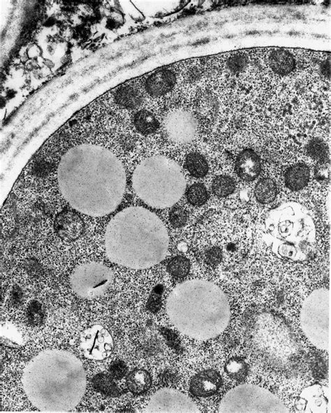 Cells Through A Microscope