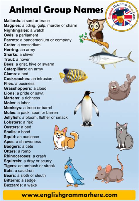Names For Groups Of Animals Definition And 90 Animals Names Group List