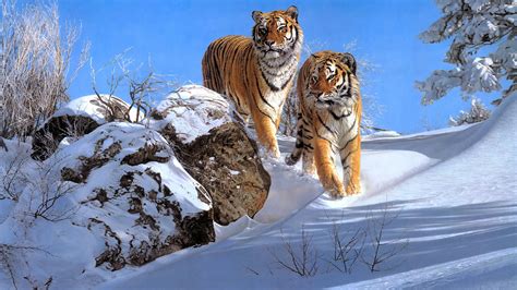 Тигра картинка 637102 Два больших полосатых тигра в лесу зимой