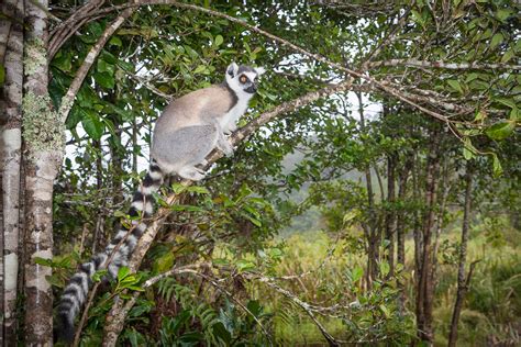 Florians Photographs Lemurs In Madagascar