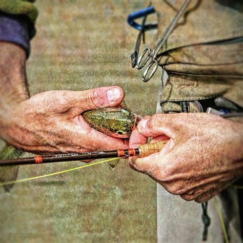 Hands Of A Fly Fisherman Photograph By Jennie Marie Schell Pixels