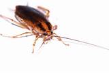 Photos of Cockroach Pest Control