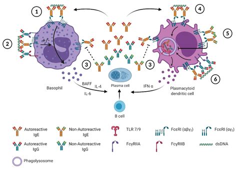 Antibodies Free Full Text Ige In The Pathogenesis Of Sle From