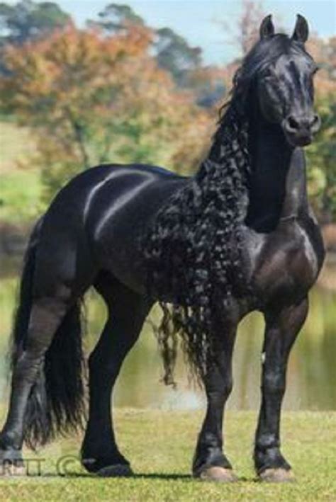 beautiful horse breeds   world video beautiful horses horse breeds beautiful
