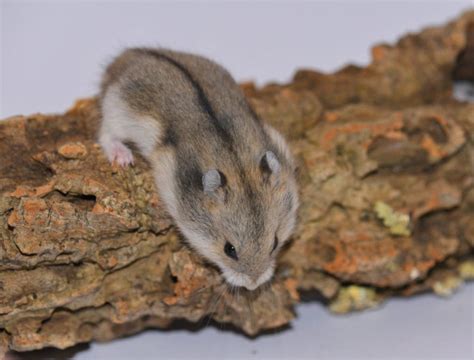 Siberian Hamster Easy To Keep Dwarf Hamster Species Pets