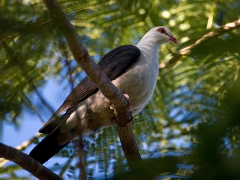 White Headed Pigeon Photo Image 2 Of 7 By Ian Montgomery At Au