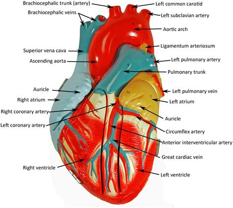 Closed Heart Model Heart Anatomy Anatomy Models Labeled Human Heart