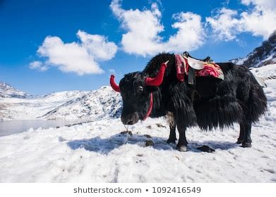 The name you give your animal has to be perfect! Sikkim Animals Images, Stock Photos & Vectors | Shutterstock