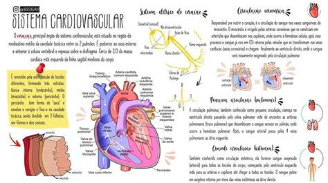 Mapa Mental Sistema Cardiovascular Baixe Em Pdf Gratis Images