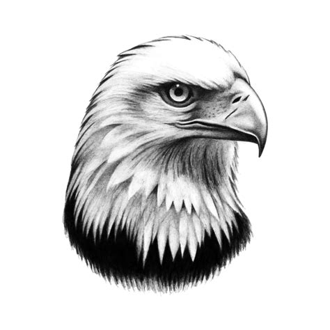 Bald Eagle Head Eagle Tattoo Eagle Head Tattoo Eagle Drawing