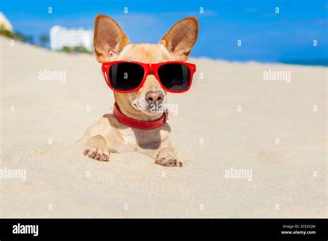 Dog Buried In Sand Stock Photo Alamy