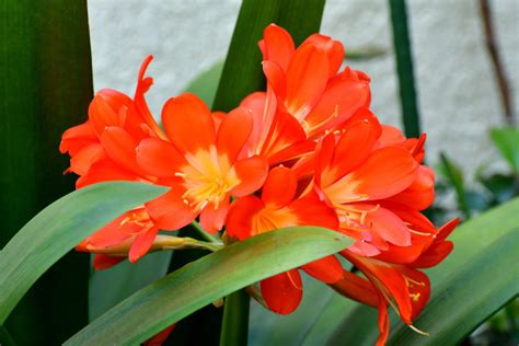 Fire Lily Indoor Plant Care And Growing Guide