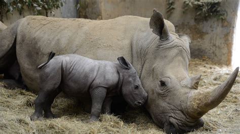 Watch Adorable Endangered Baby Rhino Born At British Wildlife Park Lbc