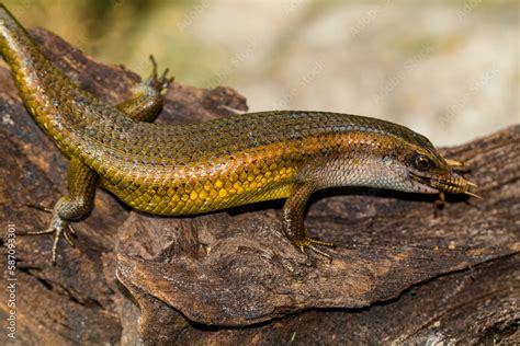 Common Garden Skink Fasci Garden