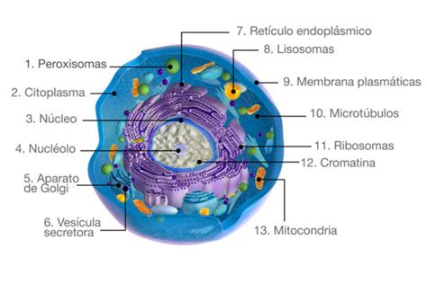 Diagrama Que Muestra La Anatomia De La Celula Animal