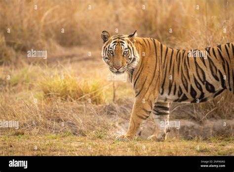 Tigre Sauvage Bengale M Le Ou Panthera Tigris Tigris Debout Avec Le