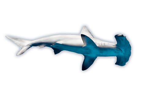 Hammerhead Sharks Ocean Animals