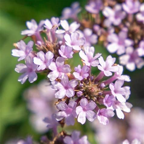 Verbena Polaris Apex