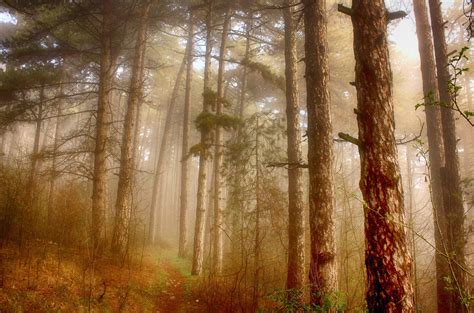 2560x1080 Resolution Brown Trees With Misty Fog Hd Wallpaper