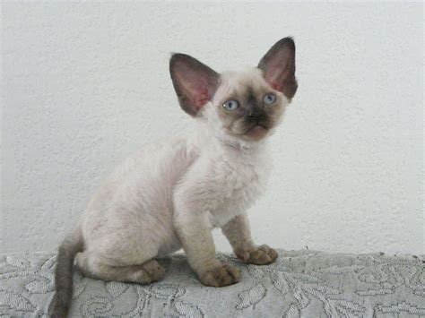 Kitten Kit Association Européenne Du Devon Rex Aedrex