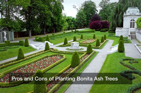 Pros And Cons Of Planting Bonita Ash Trees