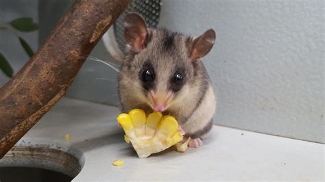 Mountain Pygmy Possum William Is Bulking Up For Winter And Nibbling On
