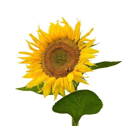Yellow Flower Sunflower With Leaves On A White Background Stock Photo