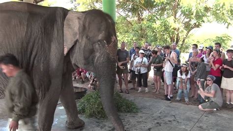 Elephant Rescue Youtube