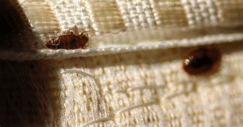 How To Know If You Have Bed Bugs On Your Hair Prevention Tips And Elimination Methods