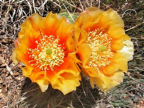 Large Orange Flowers Pictures Of Opuntia Phaeacantha Southwest Usa