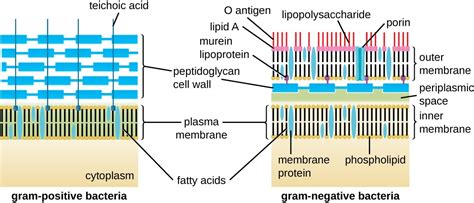 Unique Characteristics Of Prokaryotic Cells Microbiology