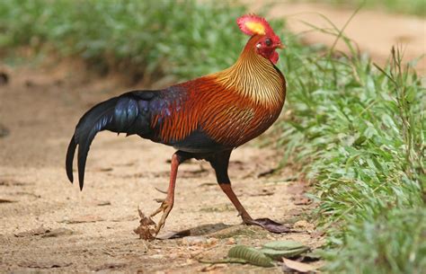 Non Stop Birding Sri Lanka Kithulgala