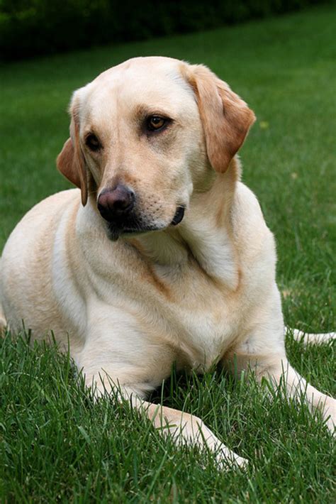 Labrador Retriever Breed Information The Doggie Matchmaker Pethelpful