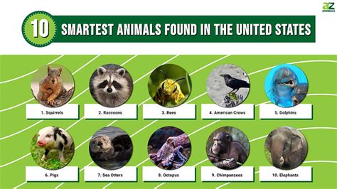 Discover The 10 Smartest Animals Found In The United States A Z Animals