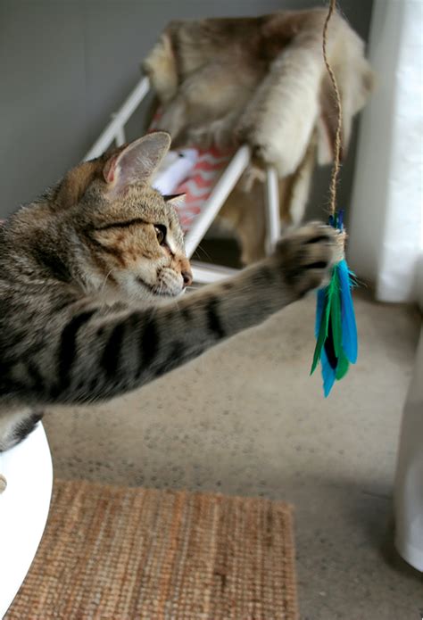 Diy Cat Wands Keep Your Cat Entertained Cat Toys Pet Care Blog