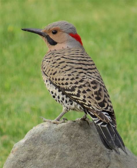 Northern Flicker Birds And Blooms