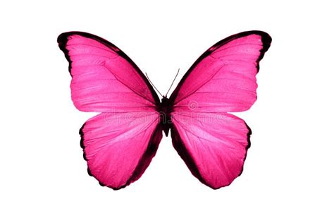 61688 Pink Butterfly Stock Photos Free And Royalty Free Stock Photos