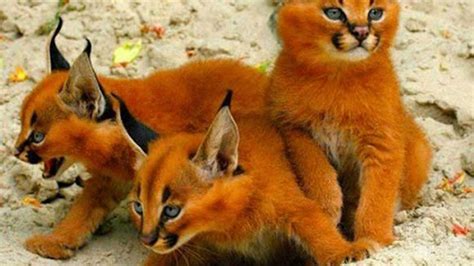 Die 5 Seltensten Katzenrassen Der Welt Youtube