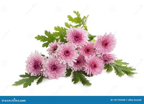 Pink Chrysanthemum Flowers Stock Photo Image Of Petal 107193598